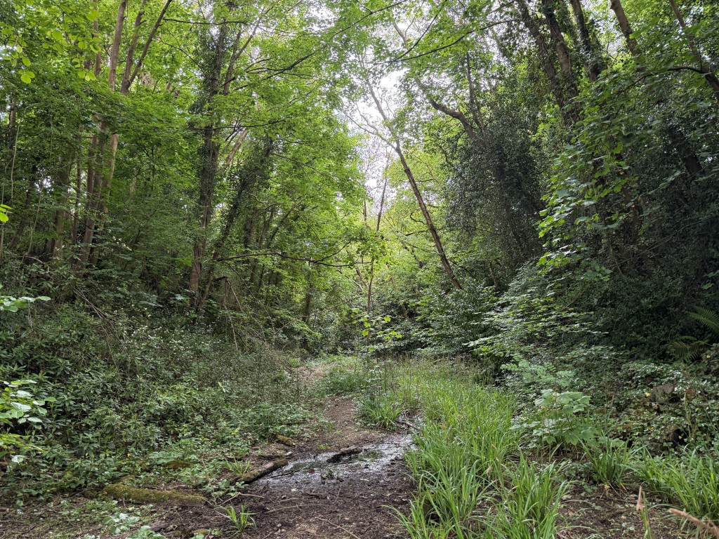 Lot: 37 - JUST UNDER FIVE ACRES OF FORMER RAILWAY LAND WITH POTENTIAL - End of pathway